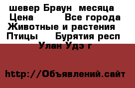 шевер Браун 2месяца › Цена ­ 200 - Все города Животные и растения » Птицы   . Бурятия респ.,Улан-Удэ г.